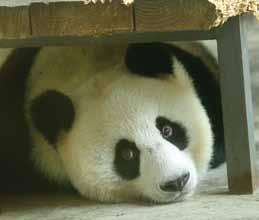 Chengdu Panda Sanctuary.