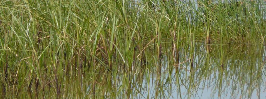 water resources wetlands are