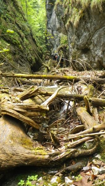 preservation of the Gorge bottom habitats Chodník vedie roklinou tak, že v nej sú ponechané napadané kmene stromov aj kamenná sutina.