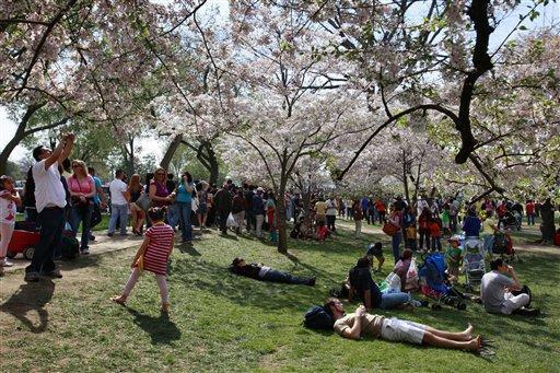 More cherry trees grow in East Potomac Park and around the Washington Monument. The National Park Service suggests that cherry blossoms should be seen during three time periods.