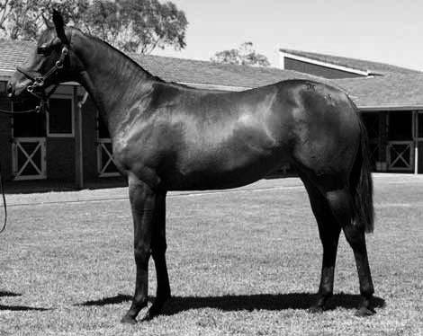 the equine trend & more Thoroughbred Racing Snippets Bred to be very fast: Lot 111 at the Brisbane Yearling sale Sunday February 17 account Gainsborough Lodge.