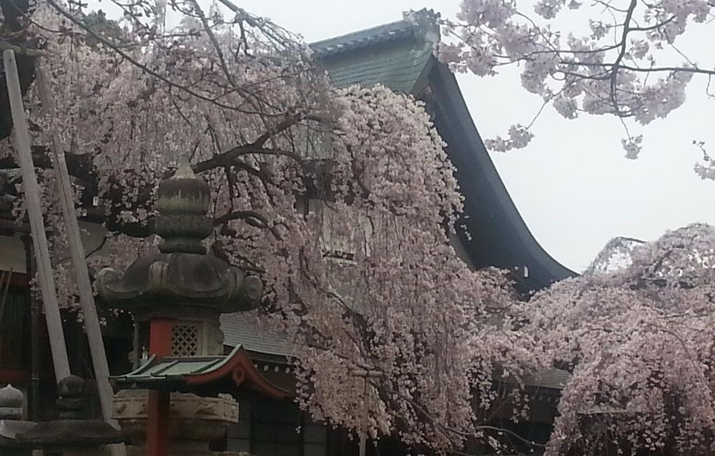 Our intended options for our cherry blossom tours include: : Cerulean Tower Kyoto: Kyoto Century Hiroshima: Sheraton Hiroshima Sendai: Sendai Westin Kanazawa: Holiday Inn Kanazawa Sky Ryokan and
