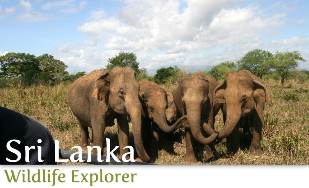 Tour Highlights 4 Days/ 3 Nights Adding yet another experience to the reminiscences of safari lovers, Sri Lankan wild life will bring about the best expedition ever.