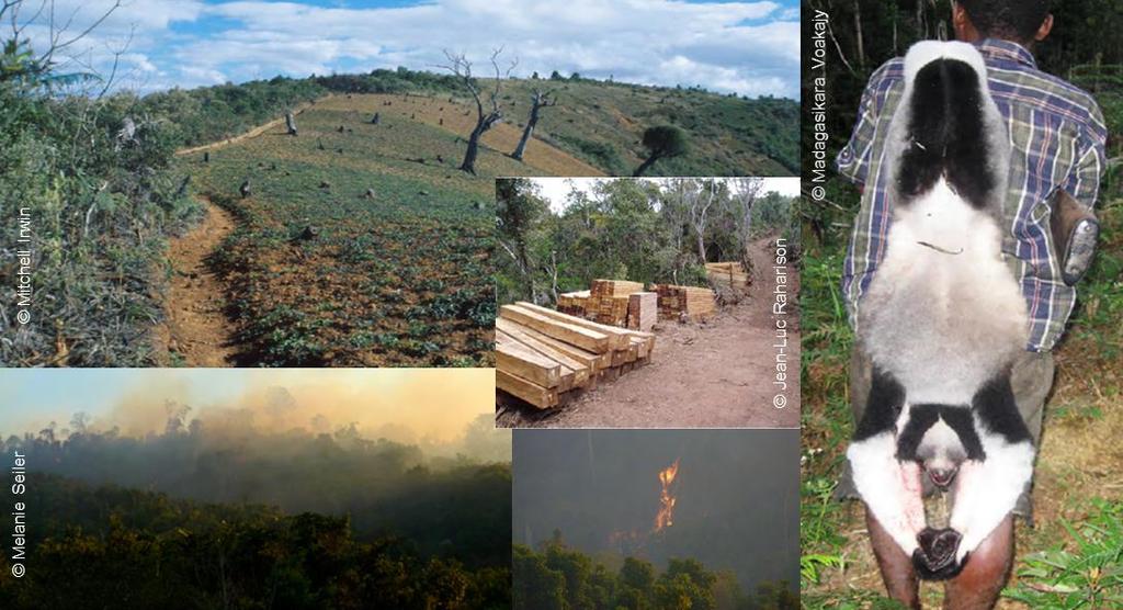 logging, hunting and slash-and-burn agriculture to name a few.