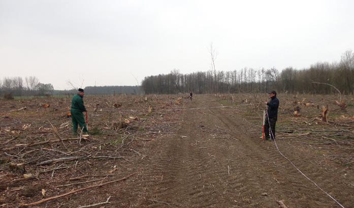 Slika 1: Pripravljalni ukrepi za sadnjo na ogoleli gozdni površini po odstranitvi neavtohtone drevesne vrste (foto: G. Božič).