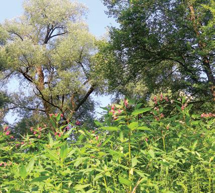 GoForMura 2016 Predvsem v spodnji drevesni plasti se pojavljata tudi dolgopecljati brest (Ulmus laevis) in čremsa (Prunus padus), od grmovnih vrst pa tudi rdeči dren (Cornus sanguinea) in črni bezeg
