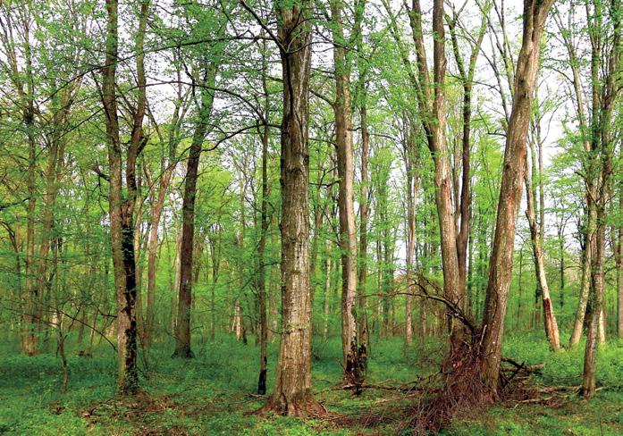 Slika 2: Razmeroma strnjeni sestoji habitatnega tipa 91L0 Ilirski hrastovo-belogabrovi gozdovi v Murski šumi so večinoma v ugodnem stanju ohranjenosti.