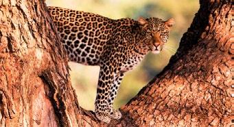 The South Luangwa is also the birthplace of the walking safari, and there are around 400 of Zambia s 732 species of birds and over 100 species of mammals in the national park.