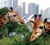 Additional services may operate Price May 0 Nov Adults $ Concession $ Child ( yrs) $0 Timetable Cruise Depart Duration Taronga Zoo &