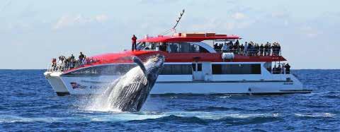 0pm - Wharf hr m Zoo Express Every 0- minutes from Circular Quay & Darling Harbour Pier Hop On Hop Off Harbour Explorer Every 0- minutes