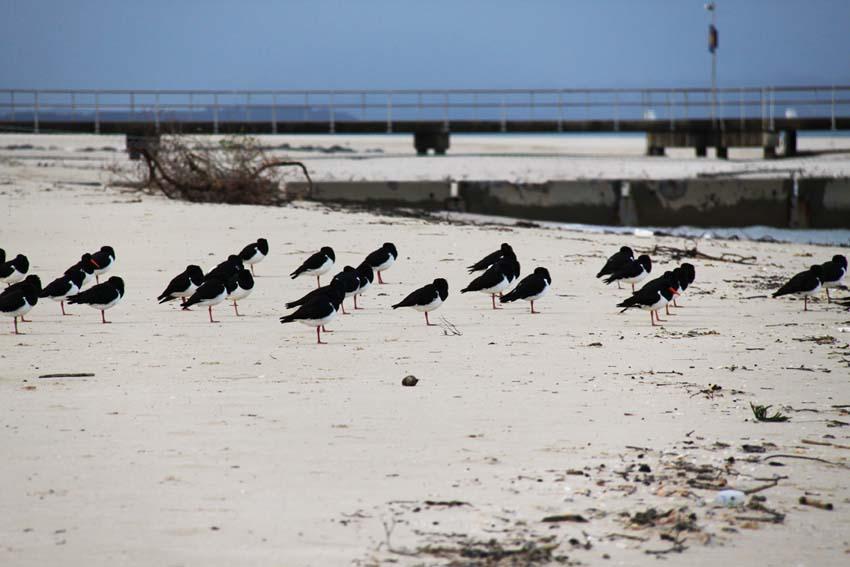 As many as 70-80 Pied Oystercatchers can be observed roosting along this section of shoreline.