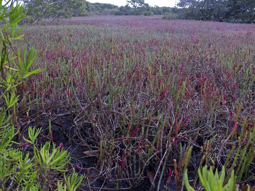 are aiming to preserve those attributes of the wetland system that are concentrated around and reliant upon the intertidal zone.