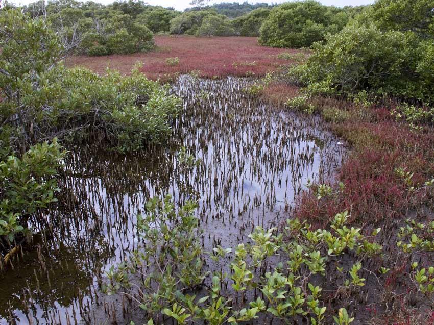 Mangroves and
