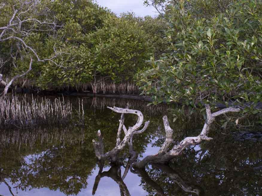 Mangroves, Towra Point Nature Reserve On the bay side of the mangrove forests Towra is fringed by extensive areas of sandflat and