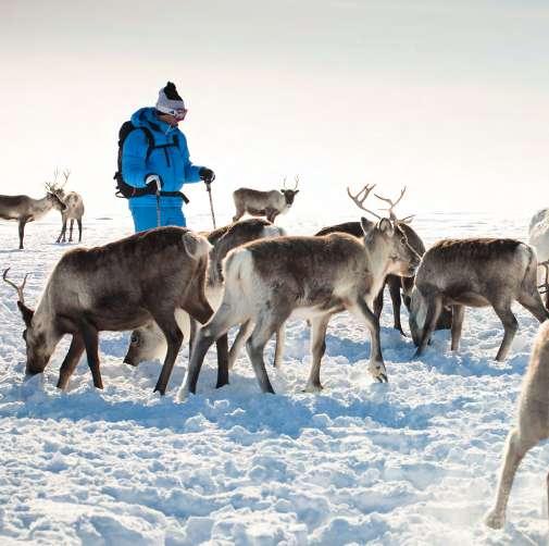 skiing, dog sledding, snowmobile riding, reindeer ride with a reindeer farm visit,