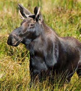 They have large hooves and rough pads to scale steep, rugged slopes. Both males and females have black horns and long faces with fur hanging off their chins.