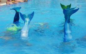 The little ones learn to swim like a real mermaid (with charge).