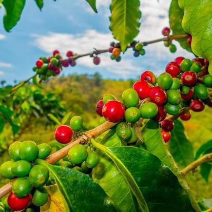 Due to the differences in soil composition and the diverse climate, each coffee region of Colombia has its own signature flavor and aroma profile.