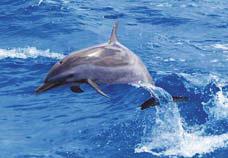 Royal Star Exclusive Charter 2013 R12 Wild Dolphin Watch, BBQ, Snorkel & West Oahu Suggested Retail Price / Minimum Tax is 4.712% excise tax and 2% harbor fee la is 4.1allalalalalala Adult $133.
