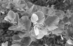 apetalus Shrub Rubus fruticosus Rubus immixtus Rubus x proteus Shrub Shrub Shrub SOLANACEAE Solanum macrocarpon Shrub Solanum