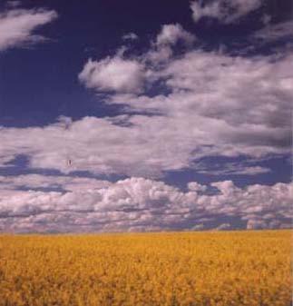The Prairie The Prairies cover the south of Alberta, Manitoba and Saskatchewan. 1.