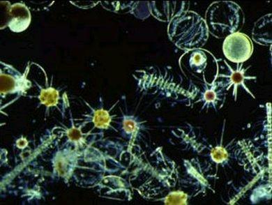 The Atlantic 5. Vegetation Tiny aquatic organisms called phytoplankton live in the ocean.