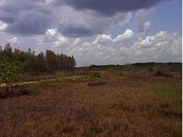 The Preserve's inceptive locations (Winkler, Cow, and No Name Points) all contained dense levels of melaleuca infestation.