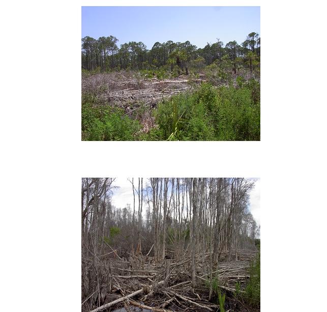 Estero Bay Invasive Exotic Plant Control County: Lee PCL: Estero Bay State Buffer Preserve PCL Size: 9,746 acres Project ID: MR-006 Project Size: 338 acres Fiscal Year 02/03 Project Cost: $250,000