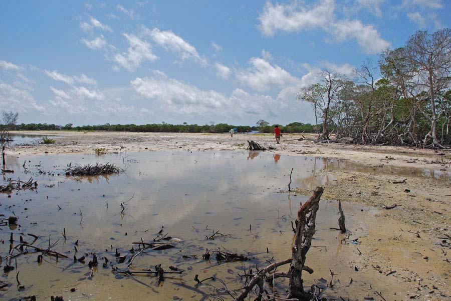 October 2007 Fill material Underlying mangrove peat Like Six many months of the after mangrove the mangrove systems island of Fisherman s the Mesoamerican s Cay was Barrier cleared Reef, and filled,