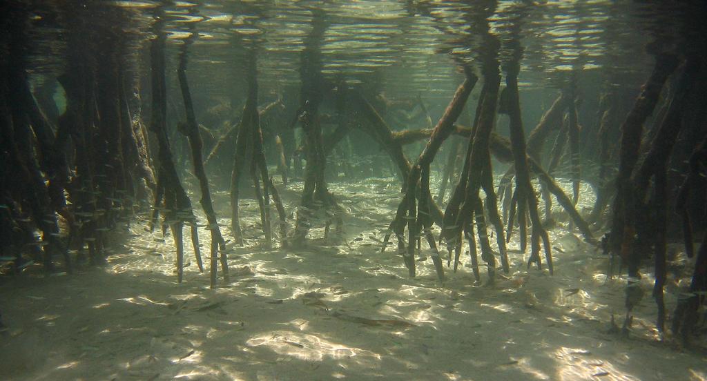 As mangroves are cut and filled with dredged material