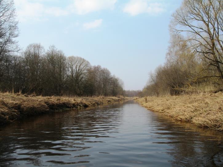 II.6.5. pav. Apaščios upės tiriamas ruožas, tekantis per mišką (R. Baublio nuotr. 2010 04).