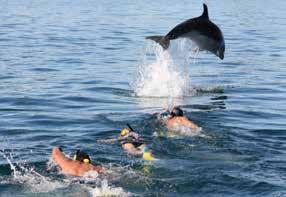 allow, you ll also get to visit the majestic Otehei Bay *Once we find a pod of dolphins, Department of Conservation regulations and sea conditions will determine whether a swim is