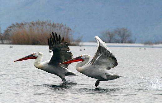 Skadar Lake National Park is also inscribed on the World
