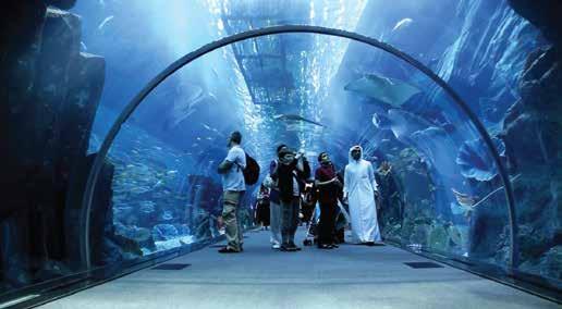 It houses the largest collection of Sand Tiger sharks in the world.