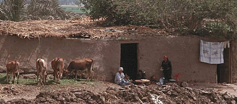 Domestication of Animals LIVESTOCK was important to the Egyptian economy, supplying meat, milk, eggs, hides, and dung for cooking fuel. Nothing was ever wasted.