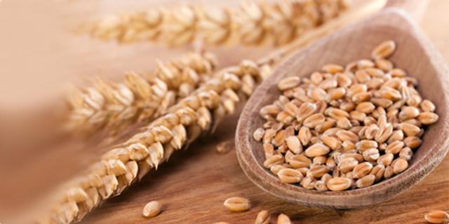 4. Općenito o pšenici Prema zapisima i nalazima utvrđeno je kako je pšenica poznata više od 10.000 godina. Uzgajana je u Iraku, Maloj Aziji, Kini i Egiptu. Prije 5.