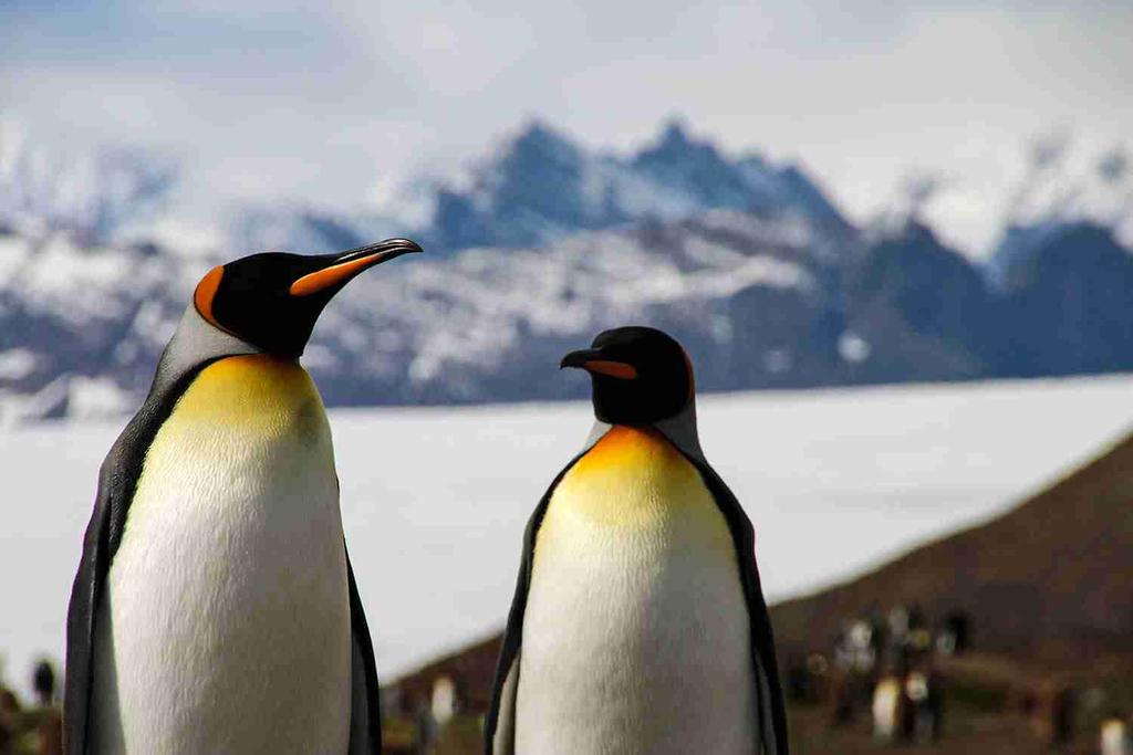 the varied Antarctic environment. Keep your camera ready as you watch for the first icebergs and first sight of Antarctic land.