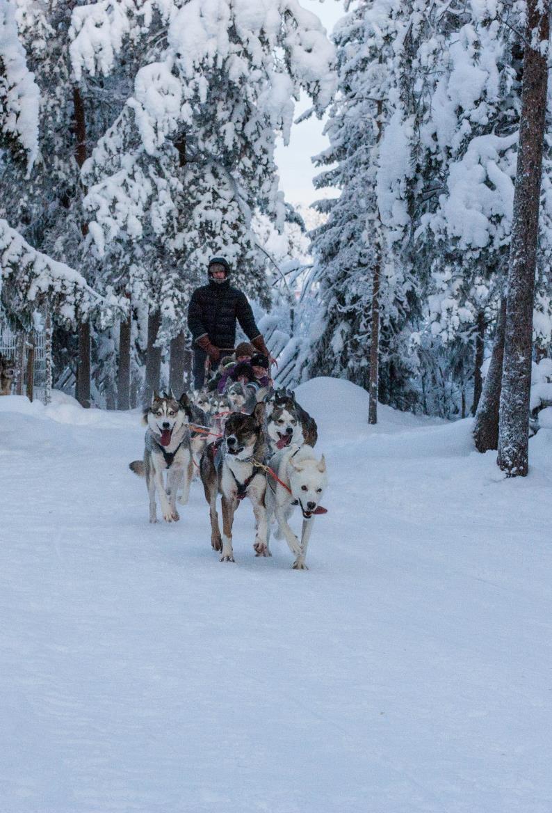 WILD OVERNIGHT HUSKY TOUR Every Saturday from the middle of January we hook up our dogs and go for an exhilarating trek to a beautiful wilderness cabin in the silent Lapland forest.