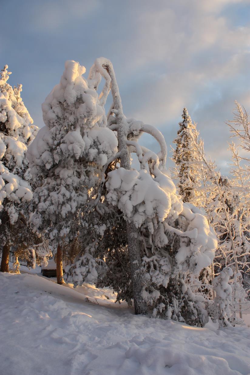 ROVANIEMI: WINTER EXCURSIONS FOR INDIVIDUALS Excursons/ Transfers Included 1-3 persons Price 4-8 persons 9-25 persons TRANSFERS (PRICE PER CAR) Car OW 55 130 200 Car OW 300 370 450 Airport/train