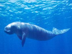 Marine mammals: Combinations of oceanic and