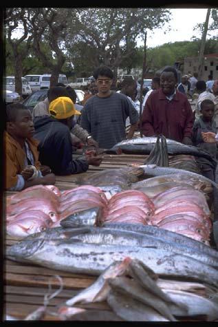 Fish Market and Processing Fish: Mainly drying and salt main market is Mainland Massing and Manica Small fish don t