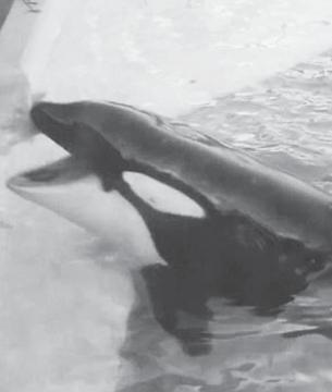 Por një balenë në pishinën SeaWorld, që ndodhet në San Diego të Shteteve të Bashkuara, ka aplikuar një mënyrë të veçantë për të zënë prenë, që në këtë rast nuk janë peshq.