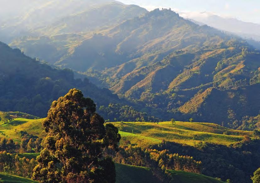 We explore the beautiful Cocora Valley on Day 5. snow-topped mountains.