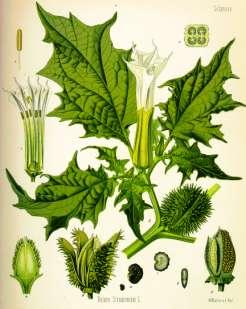 Slika 2: Datura Naj omenim še dimček (humito), mešanico različnih rastlin in gobe iz rodu Psylocib.