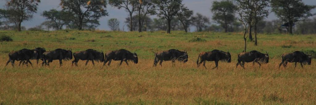 concession, and moving west towards our lodges and camps. In typical 2014 fashion, the wildebeest were once again off schedule, (very rude of them!