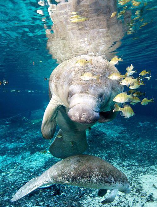 Flagler County Manatee Protection
