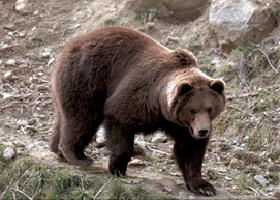 Brown bear (Ursus arctos) fact sheet Biology Status Distribution Management Conservation Biology Size: Reproduction: Diet: Social organisation: Home ranges: Males 140 320 kg/females 100 200 kg