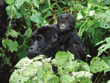 YOUR SAFARI AT A GLANCE 9 Days Rwanda Discovery Safari Not only is Rwanda often described as the Land of a Thousand Hills but also as the self-styled Switzerland of Africa, with enchanted views of