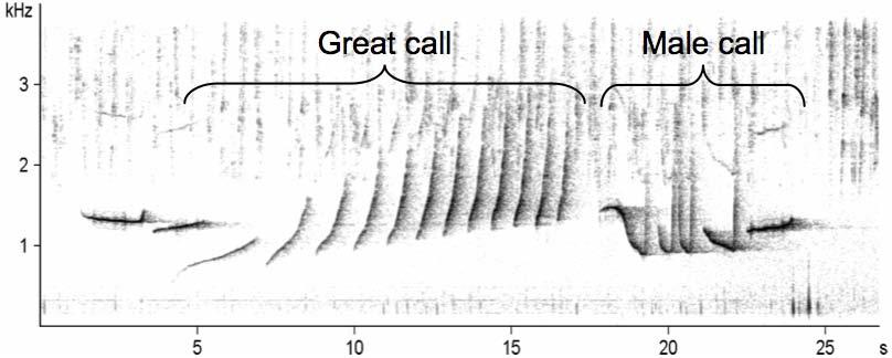 N. leucogenys and N. siki, but less fast and less trill-like than in N. gabriellae. Female great calls consist of 6-15 notes, each beginning with a frequency of 0.6-0.7 khz (Geissmann et al.