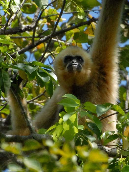 Nomascus annamensis Chapter 7 Northern yellow-cheeked gibbon